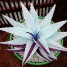 Fresh 200 Pcs Rainbow Aloe Mixed Excellent SucculentAloe VeraSucculentas Flower Seeds