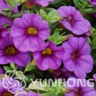 Fresh 100PCS Mini Calibrchoa Million Bells Annual Flower Bonsai Seeds
