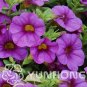 Fresh 100PCS Mini Calibrchoa Million Bells Annual Flower Bonsai Seeds