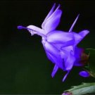 Fresh 20pcs/Bag Beautiful Zygocactus Truncatus schlumbergera s Potted s Seeds