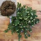Fresh RESURRECTION PLANT Live! Rose of Jericho Dinosaur Fern Miracle Air Prehistoric Seeds