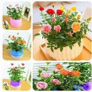 Fresh Mini Rose Miniature Rose A Little Cute Gift Flower 100 Pcs/Bag (Color: Mix) Seeds