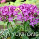 Fresh Allamanda Violacea 100PCS Multiple Varieties Flowers pots ers (Color: 8) Seeds