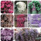 Fresh 50 Pcs Climbing Jasmine Flower Amazing Smell Fragrant Flowers (Color: Mixed) Seeds