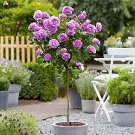 Fresh 200pcs Osiria Rose Tree Rosa Chinese Dendroidal Rose Flower Tree (Col:Burgundy) Seeds