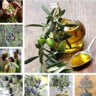 Fresh 2 PCS Mini Dwaf Garden Olive Tree Seeds
