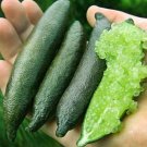 Fresh 20 Pcs Novel Finger Limes Citrus Pomegranate Delicious Sweet Fruit Mix Colors Seeds