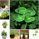 Fresh 100 Pcs/Bag Four Leaf Clover Trifolium Repens Mixed Dutch Clover Potted Seeds