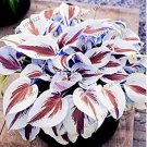 Fresh 200pcs/pack Hosta Perennials ain Lily Flower White Lace Ground Cover Seeds
