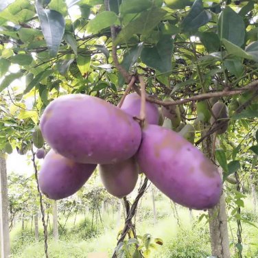 Fresh 20PCS Holboellia latifolia Wall. Fruit Seeds Chines Heirloom Wild Banana Fruits