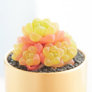 Fresh 10PCS Haworthia cymbiformis var. obtusa Seeds Golden Pink Hybrid Succulent Seeds