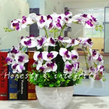Fresh 200PCS Phalaenopsis Giant Orchid Bonsai Seeds