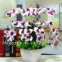Fresh 200PCS Phalaenopsis Giant Orchid Bonsai Seeds