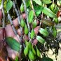 Fresh 1 POD Dendrobium officinale Seeds (Flower Powder) Purple Flowers