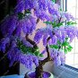Fresh 5PCS Purple Wisteria Bonsai Tree Seeds