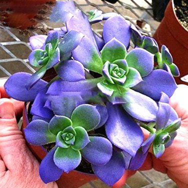 Fresh 10PCS Crassula Capitella Thyrsiflora Seeds Red Pagoda Succulent Bonsai