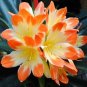 Fresh 20PCS Clivia Seeds Colorful Garden Perennial Flowers