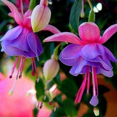 Fresh Red Fuchsia Potted Flower Garden Potted s Hanging Fuchsia Flowers 50 Pcs/Lot Seeds