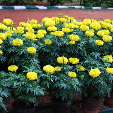 Fresh 50pcs/lot Bright Yellow Potted Marigold Seeds