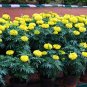 Fresh 50pcs/lot Bright Yellow Potted Marigold Seeds