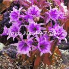 Fresh 100PCS Spider Lily Flowers Seeds Purple Color