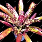 Fresh 100PCS Cactus Bromeliad Succulent Colorful Flower Courtyard Mini Succulent Seeds