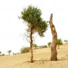 Fresh 50PCS Heirloom Populus Euphratica Seeds