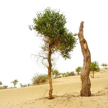 Fresh 50PCS Heirloom Populus Euphratica Seeds