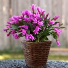 Fresh 100PCS Schlumbergera Zygocactus Seeds
