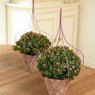 Fresh 100PCS Exacum Affine Seeds Hybrid F1 Persian Violets