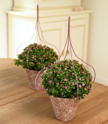 Fresh 100PCS Exacum Affine Seeds Hybrid F1 Persian Violets