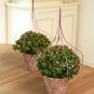 Fresh 100PCS Exacum Affine Seeds Hybrid F1 Persian Violets