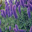 Fresh 100PCS Echium wildpretii Seeds Monocarpic Plant Biennial