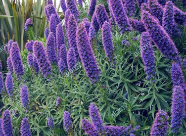 Fresh 100PCS Echium wildpretii Seeds Monocarpic Plant Biennial