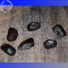 Fresh 10PCS Ravenala madagascariensis Seeds 100% Real Travellers Palm