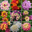 Fresh 20PCS Lantana Mixed Seeds