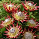 Fresh 2PCS Protea Cynaroides Maddie Seeds