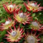 Fresh 2PCS Protea Cynaroides Maddie Seeds