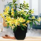 Fresh 1 POD Dendrobium officinale Seeds (Flower Powder)