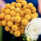 Fresh 100PCS Craspedia Globosa Seeds Yellow Drumstick Perennial Billy Buttons