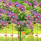 Fresh 50PCS Dahlia Tree Bonsai Flowers Colorful Seeds