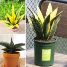 Fresh 100PCS Colorful Sansevieria Seeds Bonsai Potted Balcony Indoor Plants