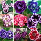 Fresh 10PCS Sinningia Speciosa Mixed Seeds