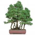 Fresh 50PCS Japanese Five Needle Pine Seeds