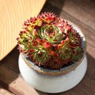 Fresh 100PCS Sempervivum Hybridum Seeds Hen and Chicks Hardy Perennial Succulent