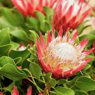 Fresh 2PCS Protea Cynaroides Hybrid Seeds 100% Real Variety