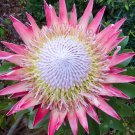 Fresh 2PCS Protea Cynaroides Seeds Light Pink Big Blooming Flowers Perennial Shurbs