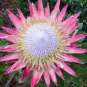 Fresh 2PCS Protea Cynaroides Seeds Light Pink Big Blooming Flowers Perennial Shurbs