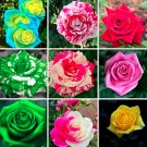 Fresh 200PCS Mixed 9 Kinds of Rose Flower Together Rose Tree and Climing Rose Flower Seeds