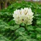 Fresh 500PCS Trifolium repens Seeds White Clover Hokkaido